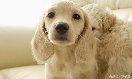 狗狗拉稀最快解决办法,狗狗拉稀最快的解决方法