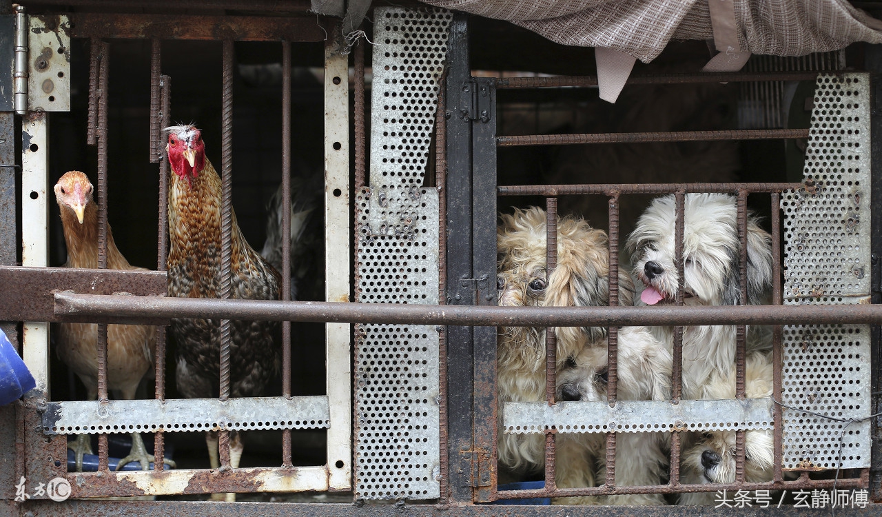 生肖鸡和生肖狗不合怎么化解,属鸡人与属狗人是否合财