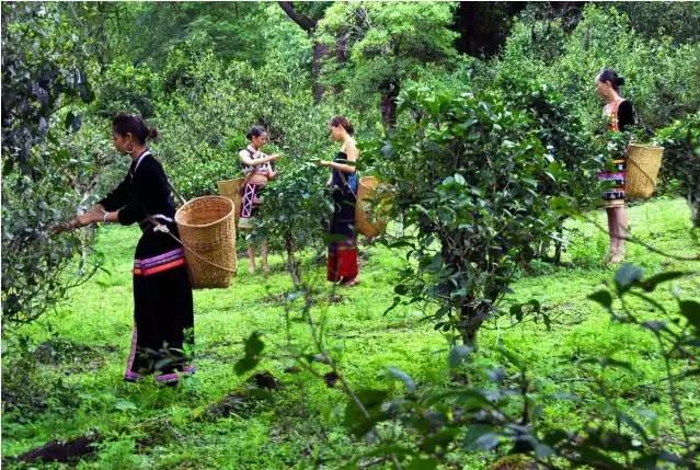 一杯好的茶需要沉淀,一杯好的茶叶
