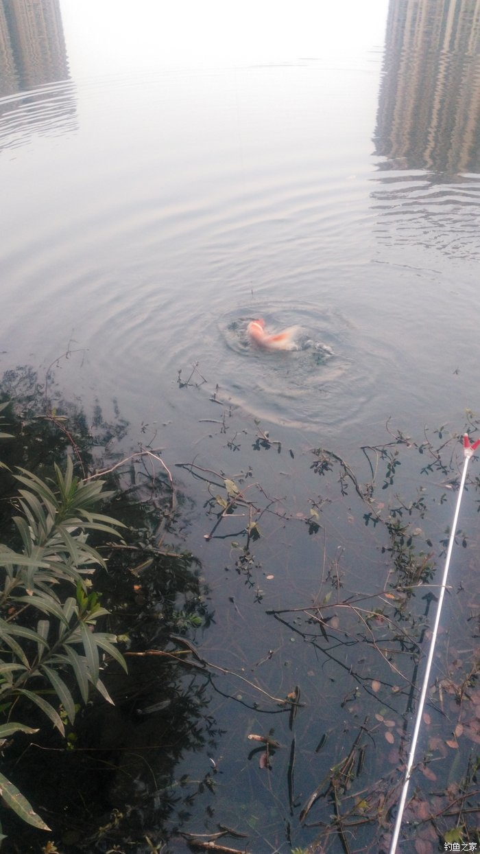 锦鲤迎春鱼跃龙门,锦鲤观赏鱼鸿运当头