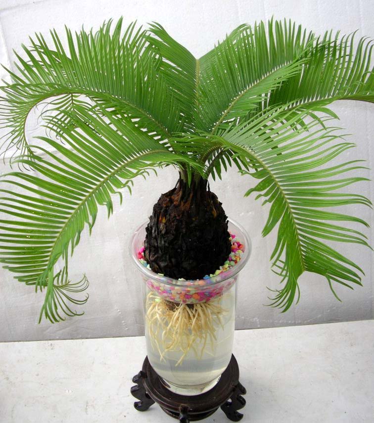 苏铁盆栽铁树大型室内绿植,苏铁铁树怎么养护