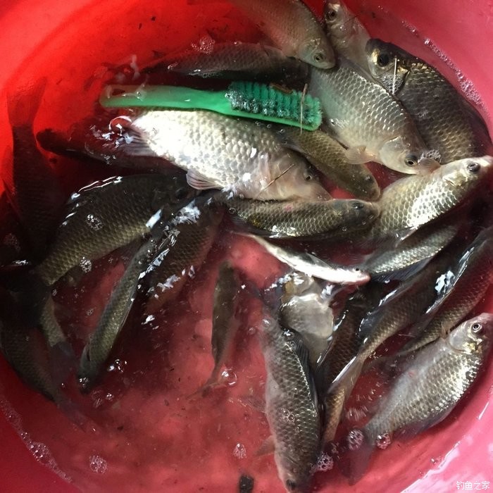 春天钓鲫鱼,春天钓黑坑新鱼
