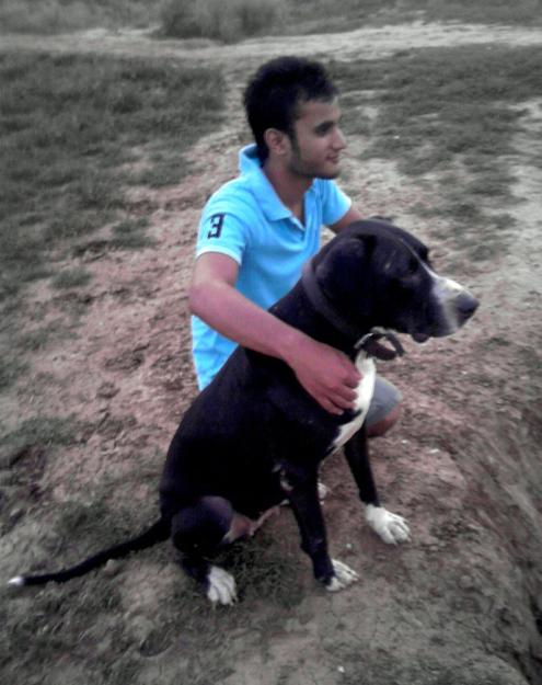 巴基斯坦库达犬帅气视频,世界十大不温顺狗