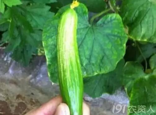 黄瓜用小苏打加红糖能防治病害,亮盾与阿米西达防治黄瓜病害