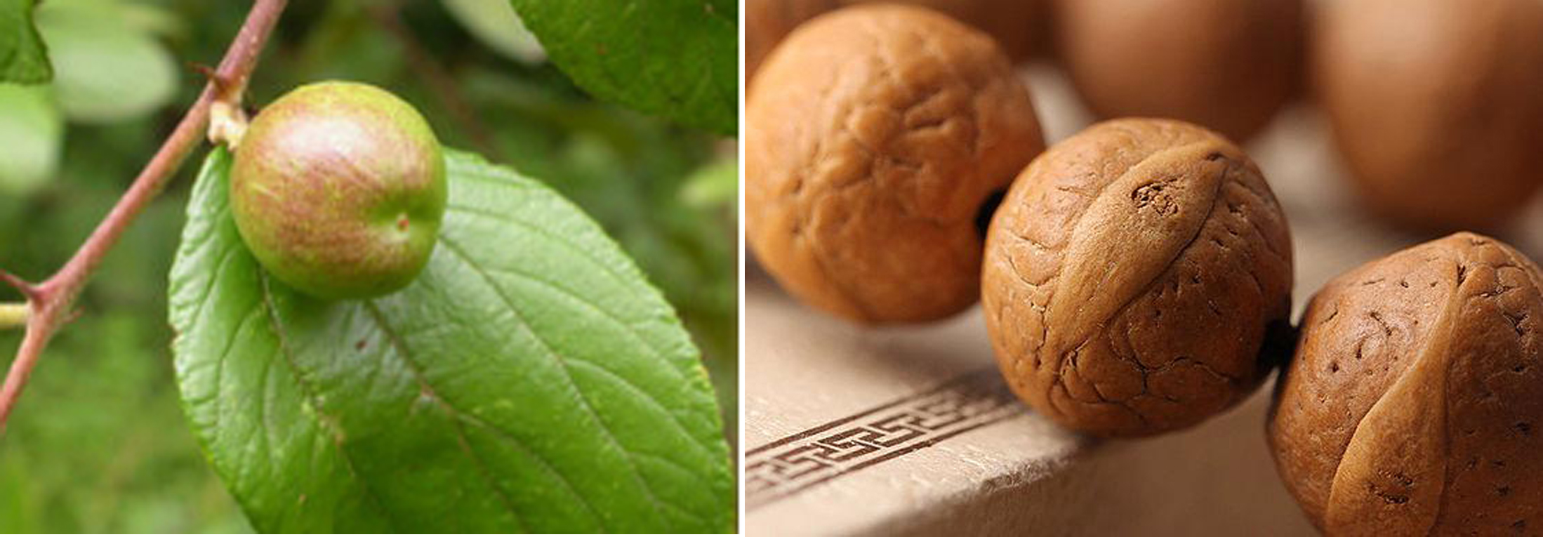 菩提子是菩提树的果实,正宗菩提树菩提子原籽