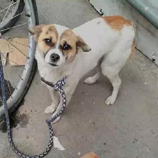 「3月上海领养」给流浪的它们一个温暖的家！