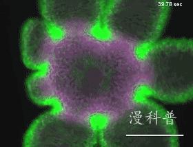 科学美图6：水螅的嘴是撕出来的、零重力下蜡烛火焰是蓝色的圆形