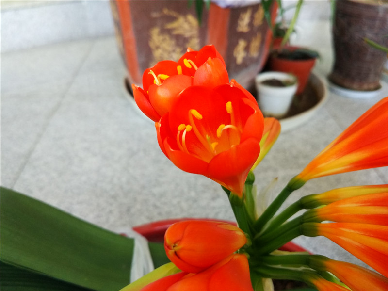 小米4c808,小米4c怎么样值得买吗