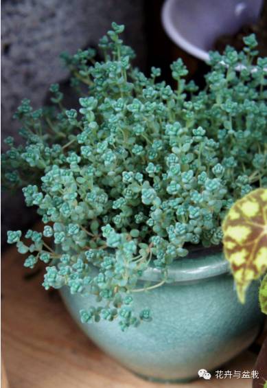 旋叶姬星美人大盆,姬星美人多肉