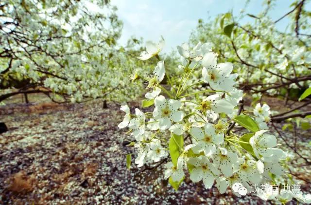 2022成都周边赏花,成都周边游赏花最佳景点