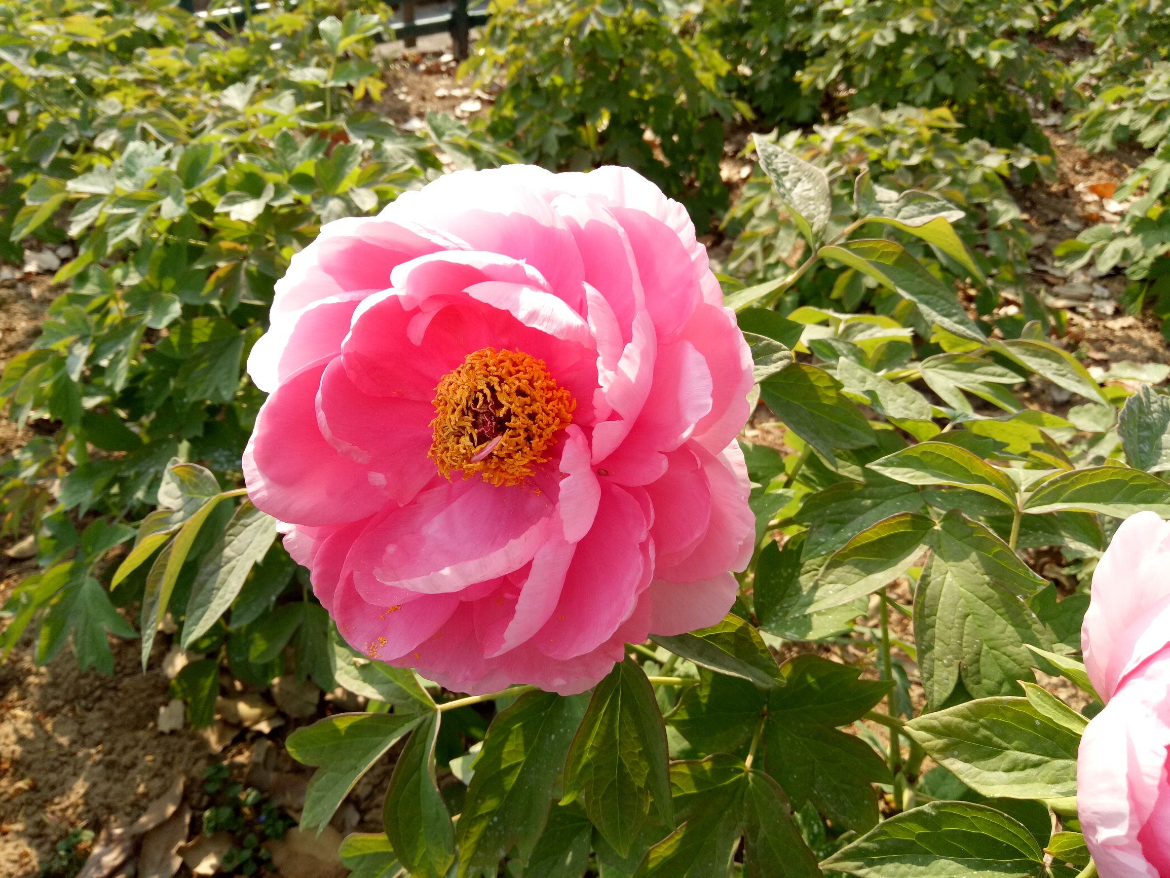 oppor9评测,oppor9性能简介