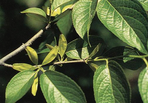 杜仲治肾虚腰痛还是损伤腰痛,杜仲补肾治腰疼要和什么搭配好