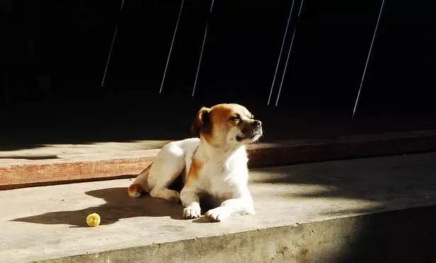 狗狗八字脚是怎么样的呢,狗狗八字脚