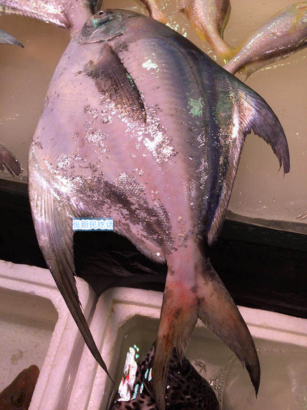 唐朝人为什么要将鲳鱼称为“狗瞌睡鱼”？六种鲳鱼你认识几种？