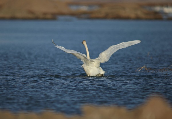 白石水库看天鹅最佳位置导航,白石水库看天鹅2020