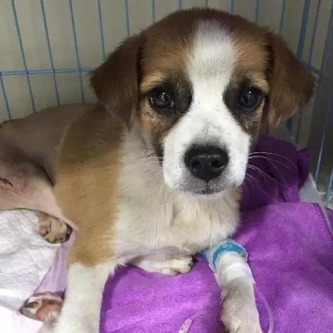 「3月上海领养」给流浪的它们一个温暖的家！