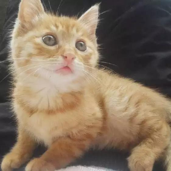 上海市领养流浪动物的地方在哪里,上海市领养小猫的地方