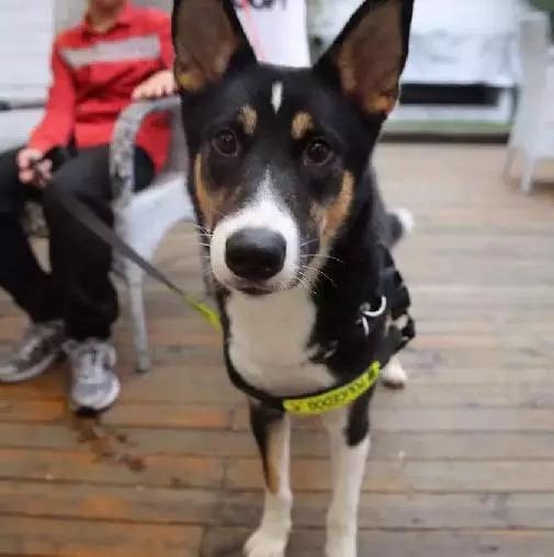 上海嘉定哪里有免费领养狗,瑶海区附近最近的宠物领养