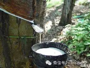 泰国天然乳胶枕头了解多少！