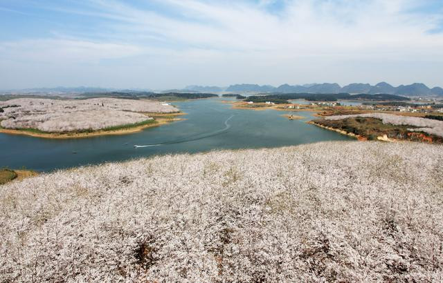 贵州安顺樱花花海,贵州安顺平坝樱花图片