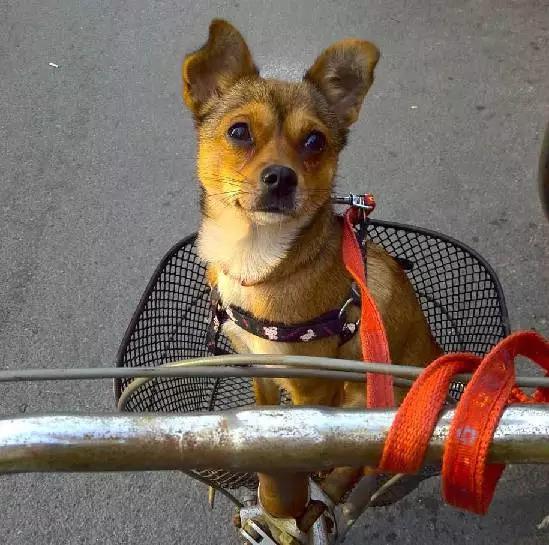 上海市领养流浪动物的地方在哪里,上海市领养小猫的地方