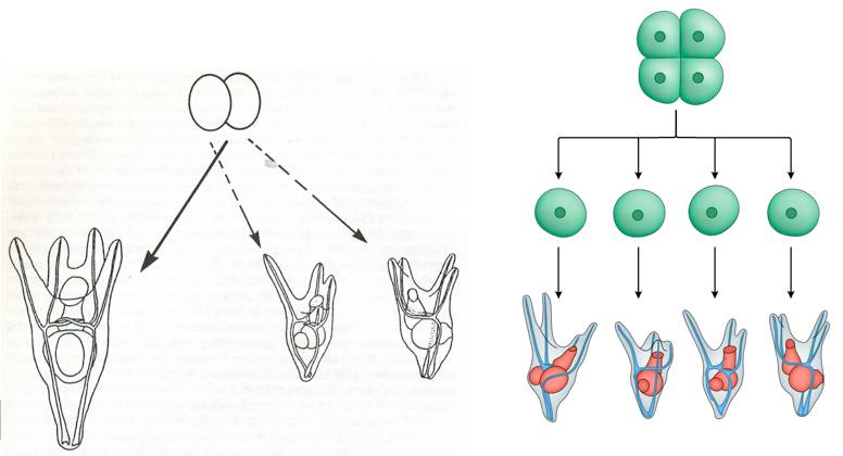 饶毅华大基因,饶毅和饶兵