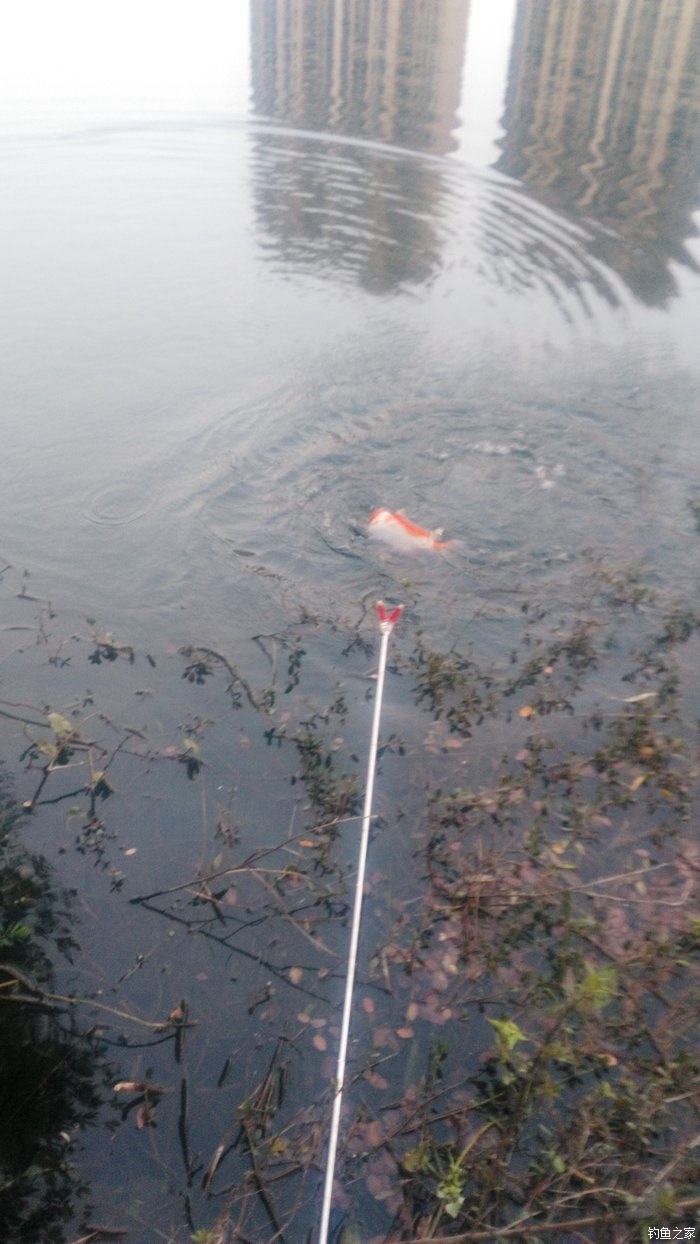 锦鲤迎春鱼跃龙门,锦鲤观赏鱼鸿运当头