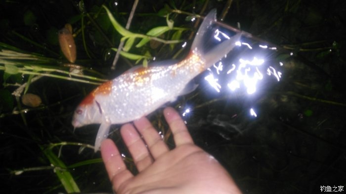 锦鲤迎春鱼跃龙门,锦鲤观赏鱼鸿运当头