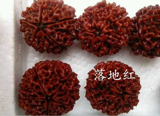 大金刚和落地红的区别在哪里,大金刚怎么辨别是不是落地红