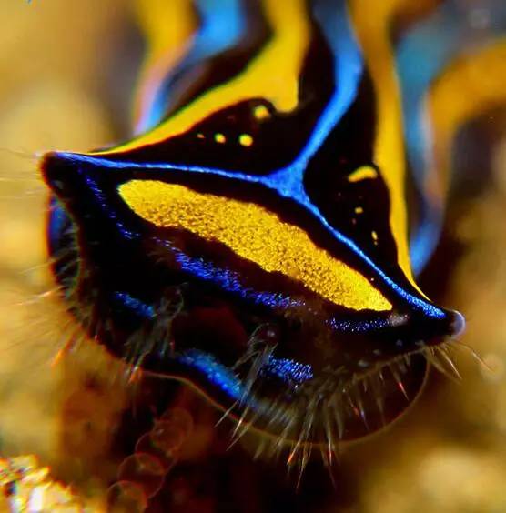 海兔教程,海兔生物图鉴