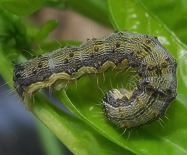 昆虫蛰伏期多长时间,昆虫越冬怎么消灭