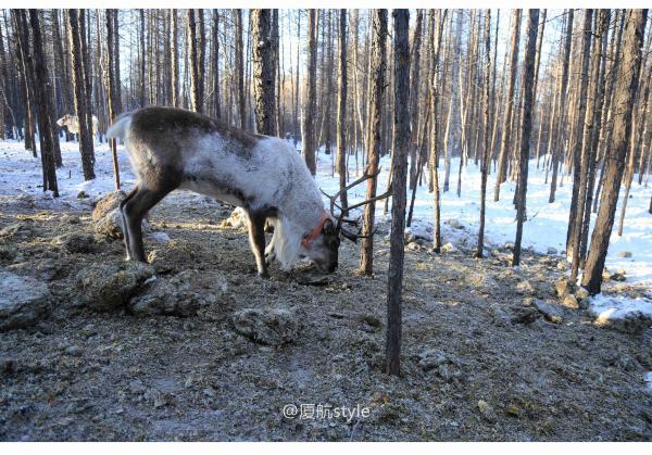 牧马少年歌曲完整版,牧马少年草原