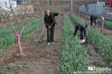 新闻资讯我县春耕春播热火朝天,春耕忙新闻