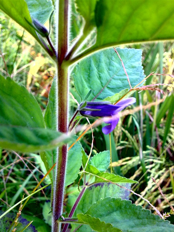 9年前诺基亚,诺基亚n78手机性能