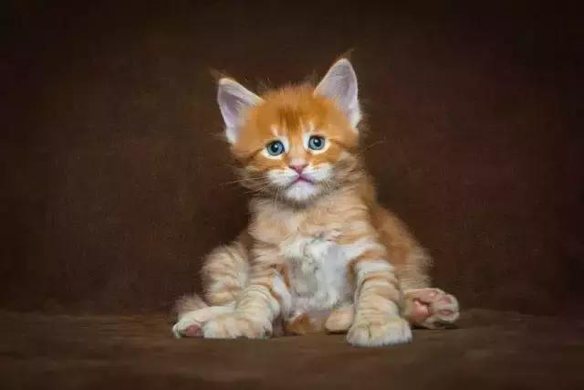 缅因猫成猫出售,每日一猫之豹猫