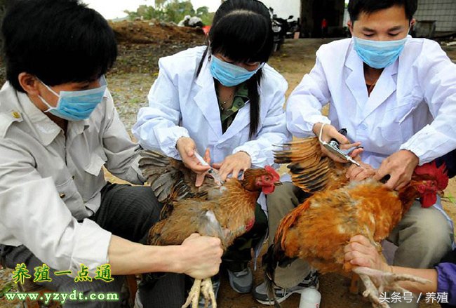 养鸡必须要给鸡打针吗,鸡做疫苗前后注意事项