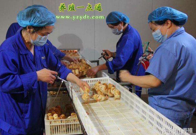 养鸡必须要给鸡打针吗,鸡做疫苗前后注意事项