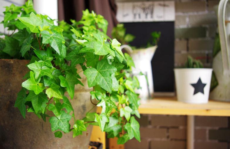 过期药片可以直接放花盆里吗,过期药片养花是肥还是除虫