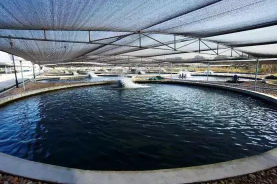 鲟鱼有没有鱼子酱,鲟鱼卵鱼子酱