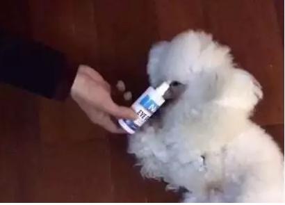 狗狗的眼睛红肿睁不开是怎么回事,狗狗眼睛红肿睁不开