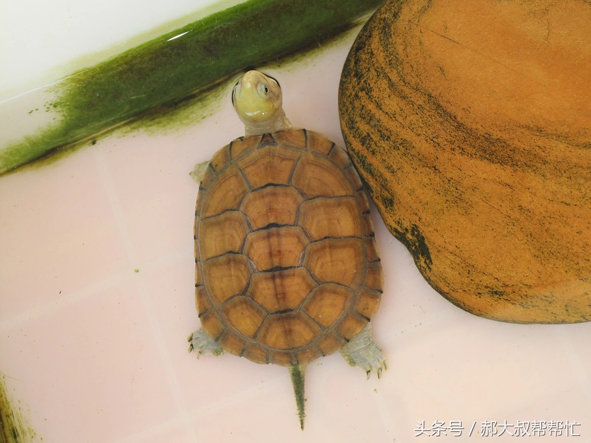 养乌龟该吃什么食物,养乌龟吃什么食物最好