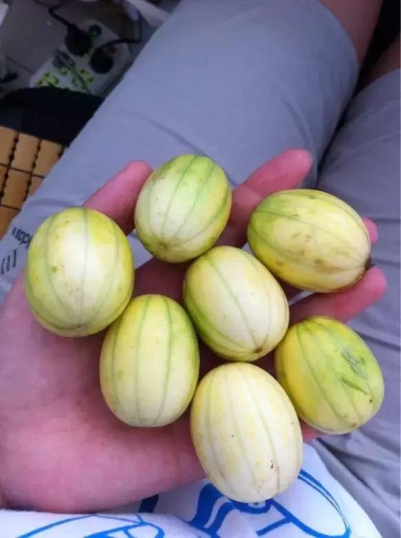 迷你农业怎么做,网红迷你农业怎么玩