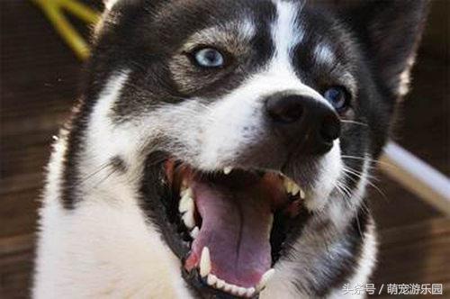 如何去除狗狗牙结石,怎样去除狗狗牙结石