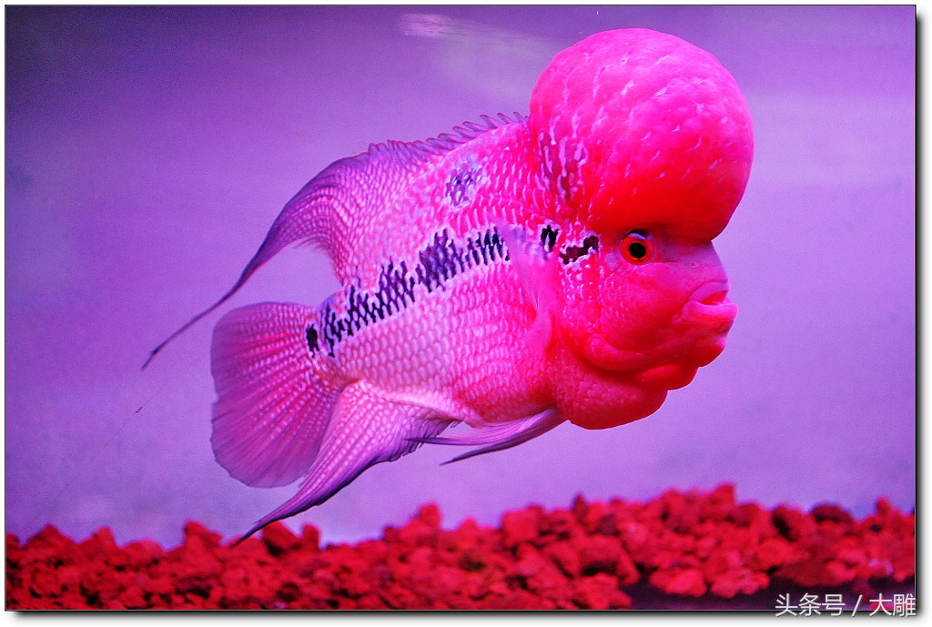 养鱼笔记新手入门教程,养鱼老道罗汉鱼饲养技巧