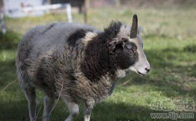 舔第二碗时，丈母娘拉我的手说：放这儿吧！等下我来洗