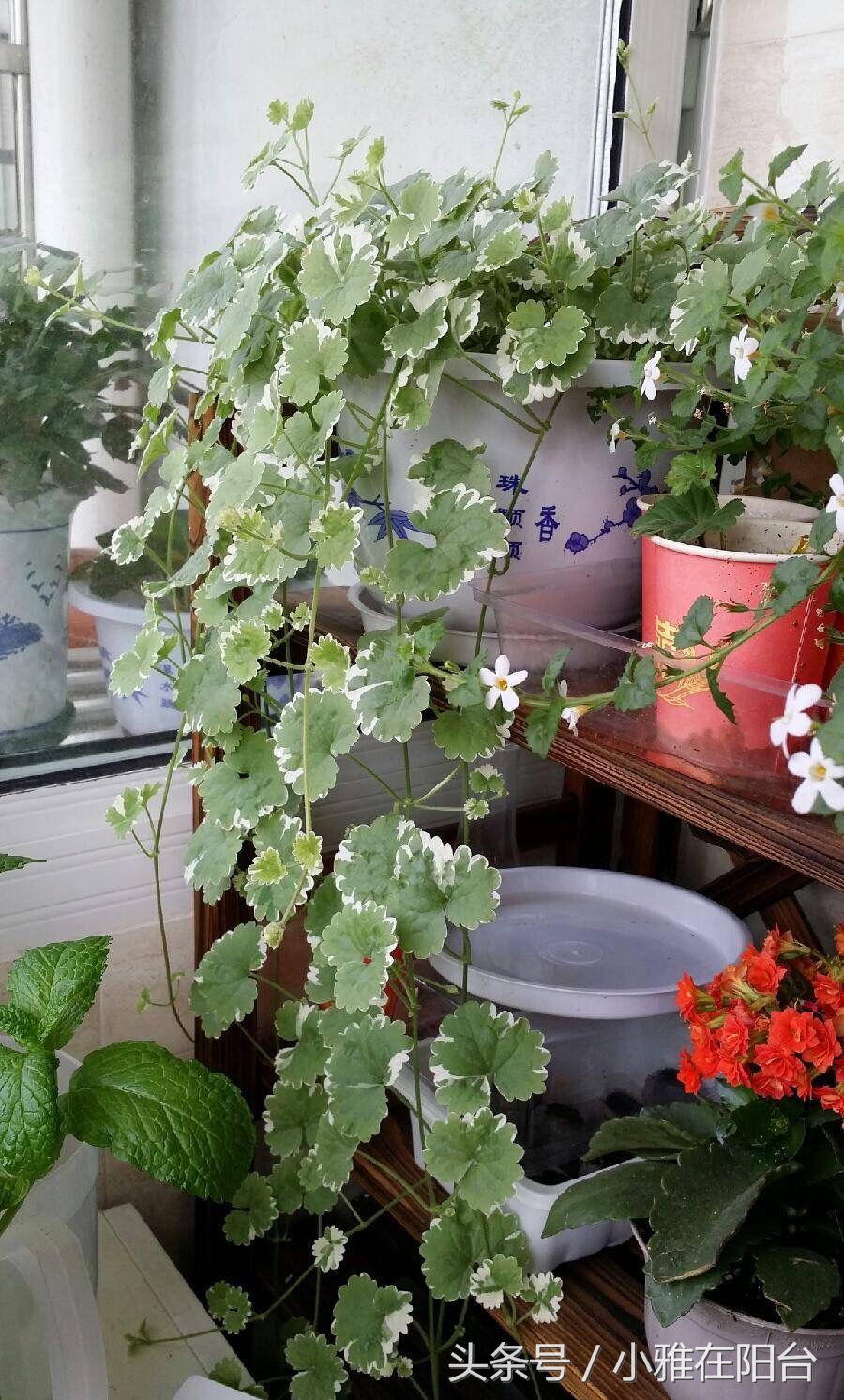 吊兰和薄荷放在一个盆里养,薄荷怎么养才能爆盆6种养护事项