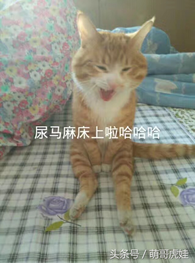 小猫尿床穿纸尿裤,宠物猫老是尿床