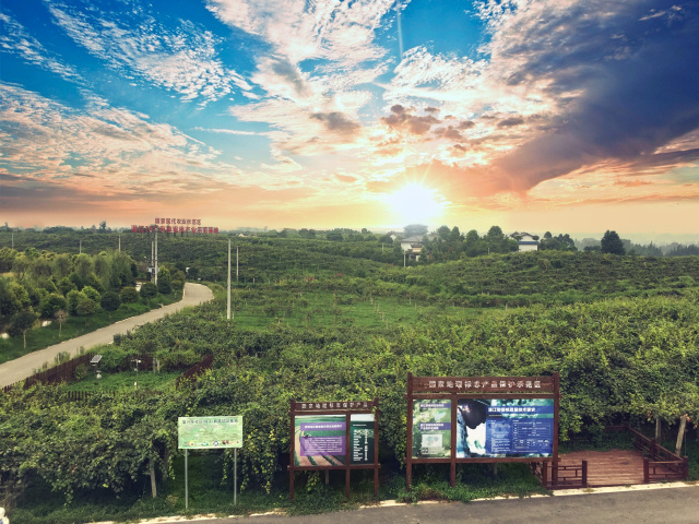 红心猕猴桃多少度的最好喝,红心猕猴桃特别小还特别甜