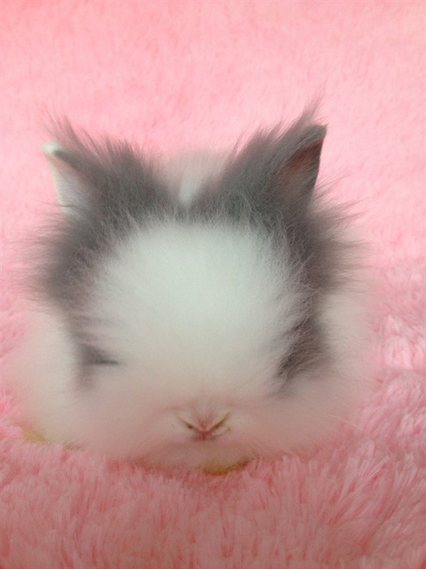 道奇猫猫兔聪明吗,道奇猫猫兔