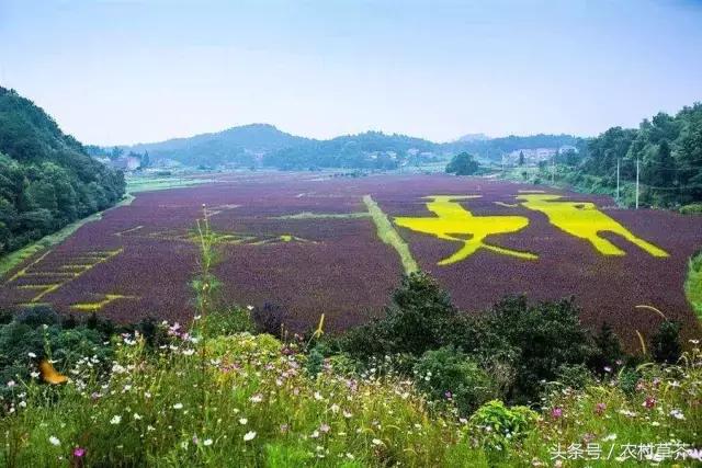 农村致富有这4个项目就足够了,农村17个致富项目你知道几个